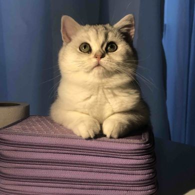 Zuzya K