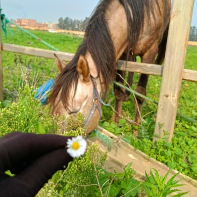 نور الهدى