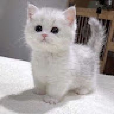 silkworm Profile Picture