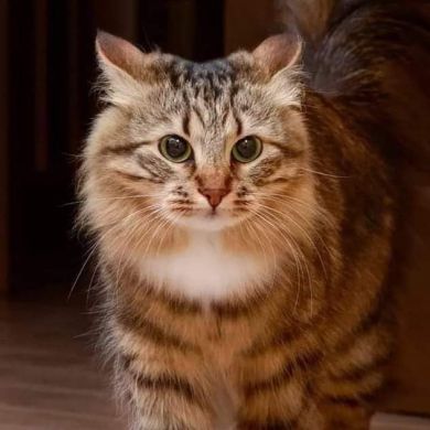 fediioua 07